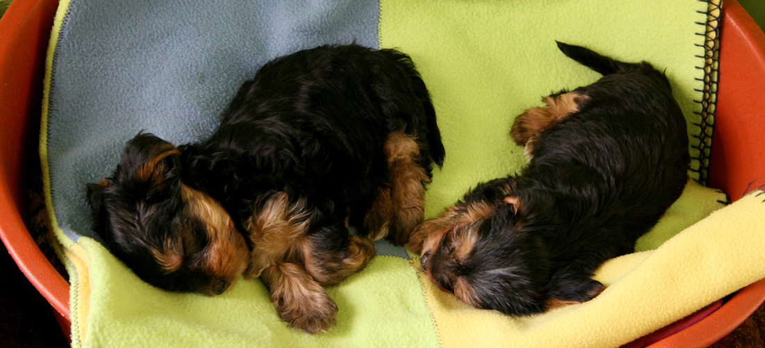 稳定可靠且经久耐用的ddos在线网页端